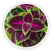 eye-fortin-coleus-forskohlii-extract